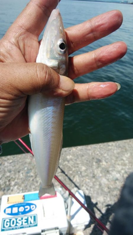 久しぶりの播磨新島釣行