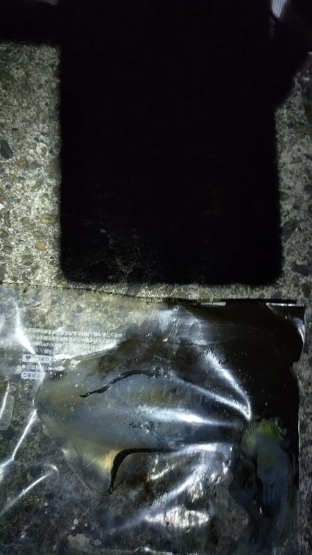 秋イカを探して❗️