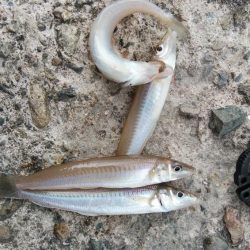 日ムラが激しい播磨新島のキス