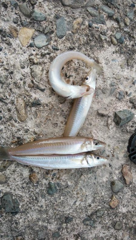 日ムラが激しい播磨新島のキス