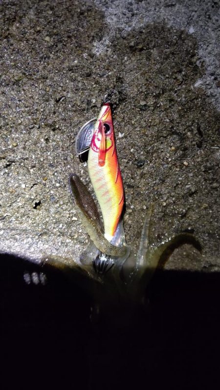 TEAMゲッソー調査隊