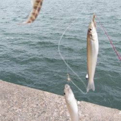 シーズン39回目の播磨新島釣行