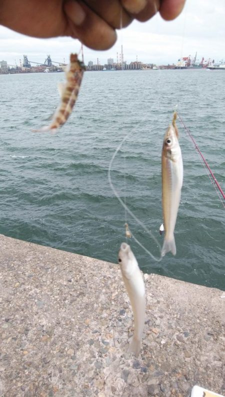 シーズン39回目の播磨新島釣行