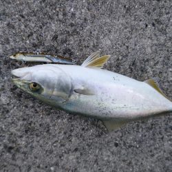 サゴシとハマチ