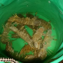 シャコエビ増殖中