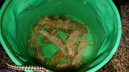 シャコエビ増殖中