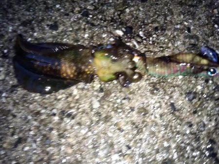 夜勤明け失神寸前釣行