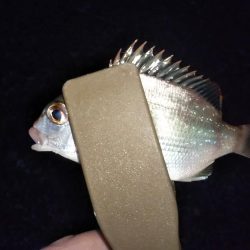 ちょい投げ7目釣り