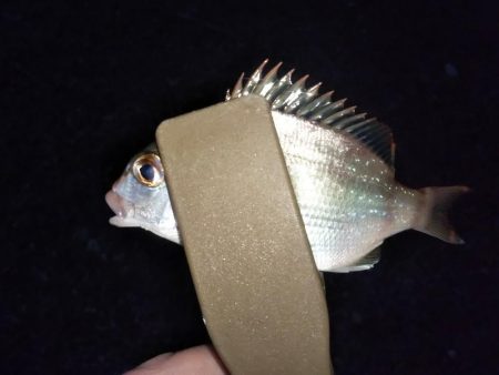 ちょい投げ7目釣り