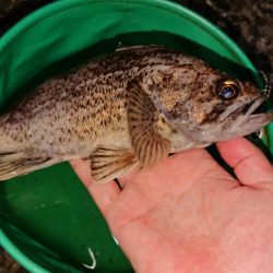 月の明かりが強すぎて