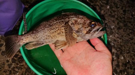 月の明かりが強すぎて