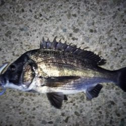 チヌのトップゲーム