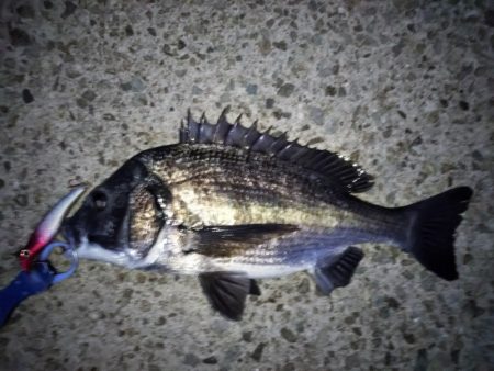 チヌのトップゲーム