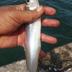 良型キスが釣れ始めました