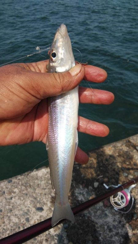 良型キスが釣れ始めました