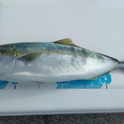 のませでハマチ4本 チヌ1枚