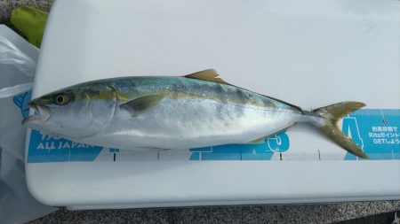 のませでハマチ4本 チヌ1枚