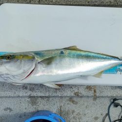 のませでメジロ、シオ