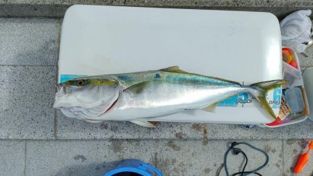 のませでメジロ、シオ