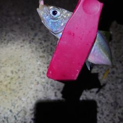 アジング、サイズ調査