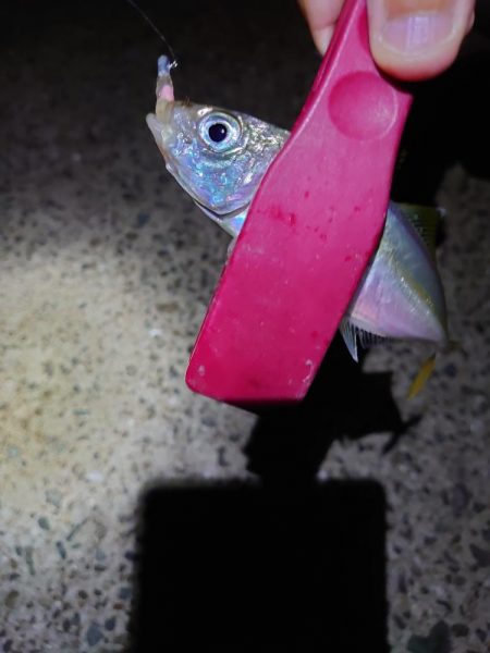 アジング、サイズ調査