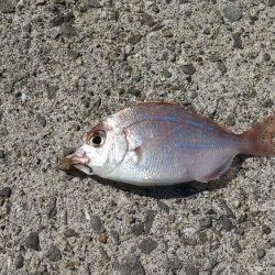 太刀魚狙いでしたが今回もダメでした。