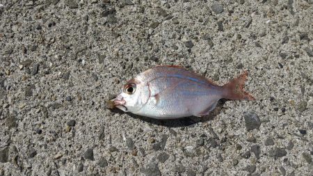 太刀魚狙いでしたが今回もダメでした。