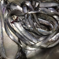 タチウオ釣れてます