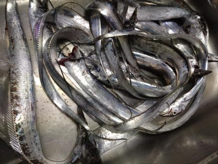 タチウオ釣れてます