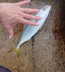 シーバサーinエギンガー