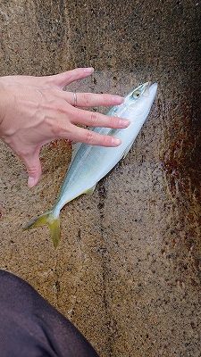 シーバサーinエギンガー