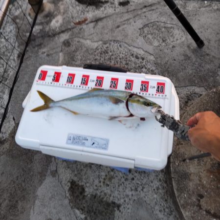 夕まづめにショアジギング