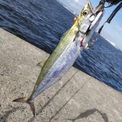 飲ませで、ブリ