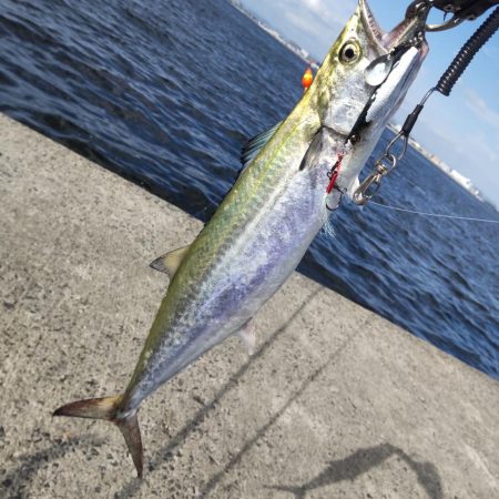 飲ませで、ブリ