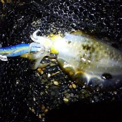 秋アオリイカエギング