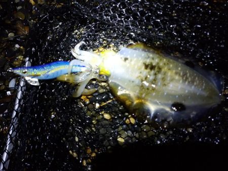 秋アオリイカエギング