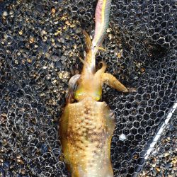 秋アオリイカエギング