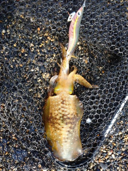 秋アオリイカエギング