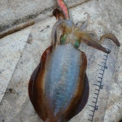 手漕ぎボートエギング