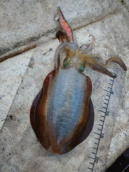 手漕ぎボートエギング