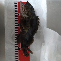 食べれるサイズ