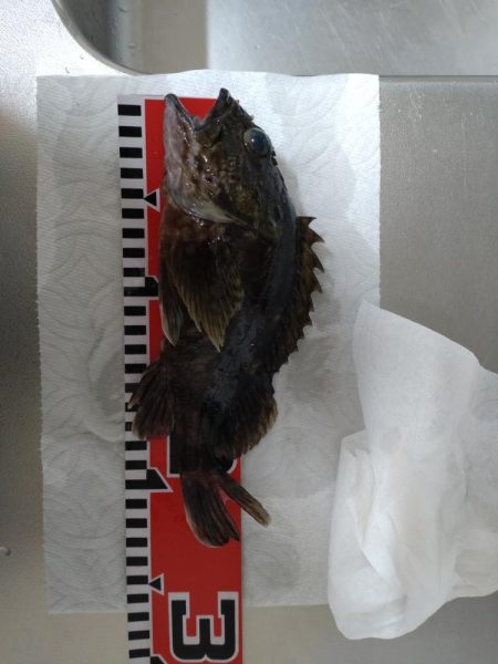 食べれるサイズ