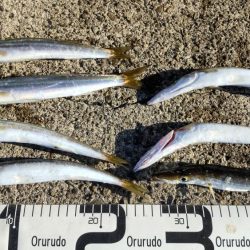 磯釣りできずのカマス