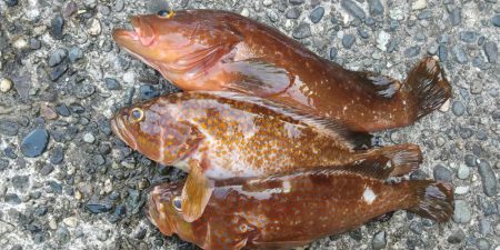 キジハタ　イワシ沸きあり