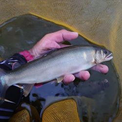 念願だった球磨川釣行