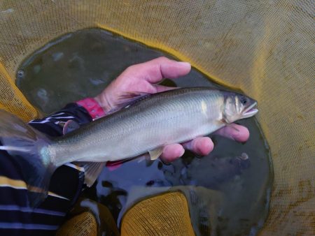 念願だった球磨川釣行