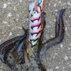 対馬エギング釣果