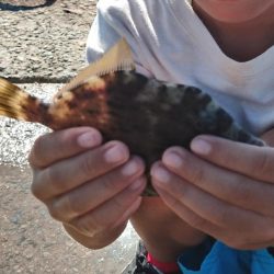 子供と家島フカセ