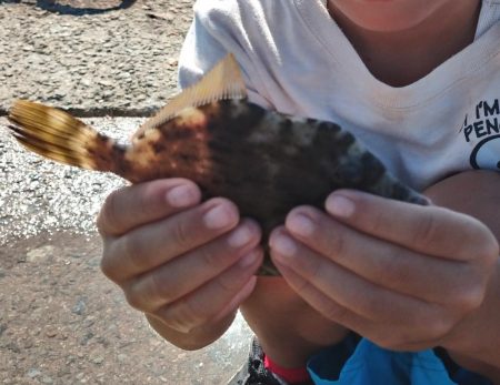 子供と家島フカセ