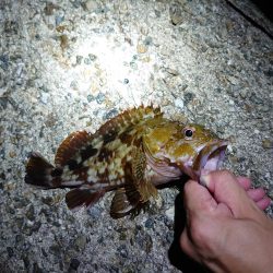 アオリはまだ小さい